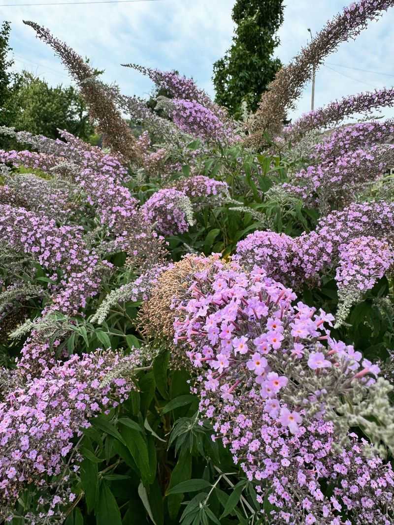 Purple Loosestrife