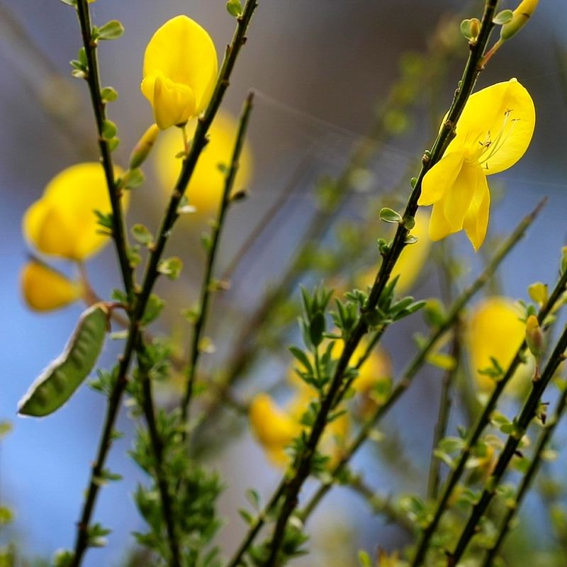 Scotch Broom: Invasive Yellow Menace