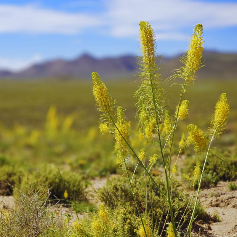 Yellow Starthistle