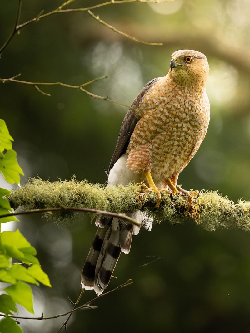 Cooper's Hawk