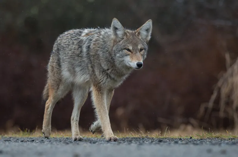 Coyotes Patrolling Neighborhood Edges