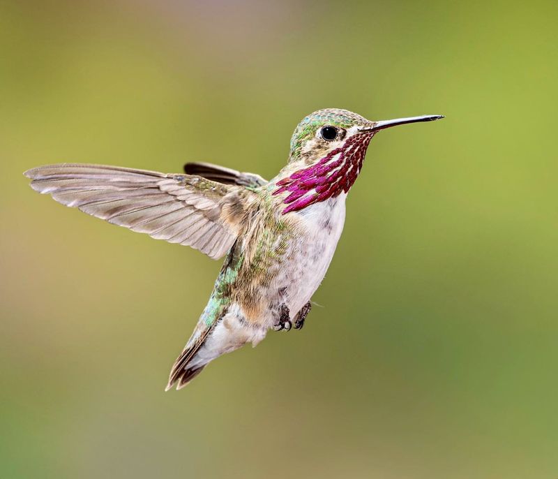 Hummingbirds Creating Urban Buzz