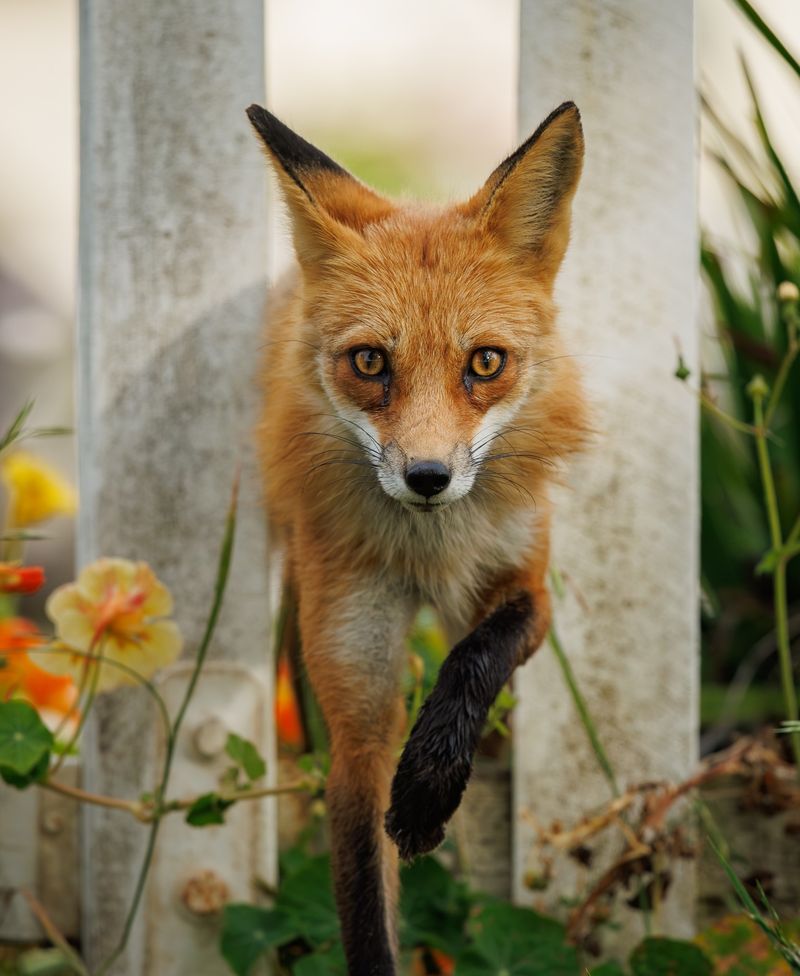Red Foxes Hunting At Dawn And Dusk