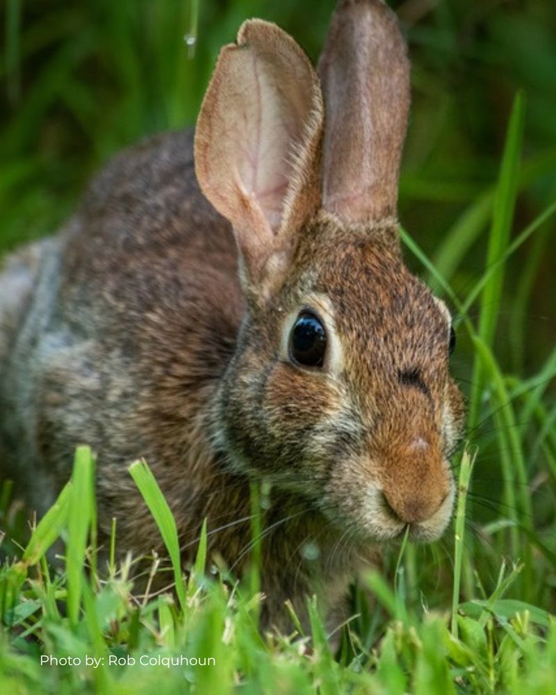 Eastern Cottontail Rabbits: Dawn And Dusk Lawn Visitors