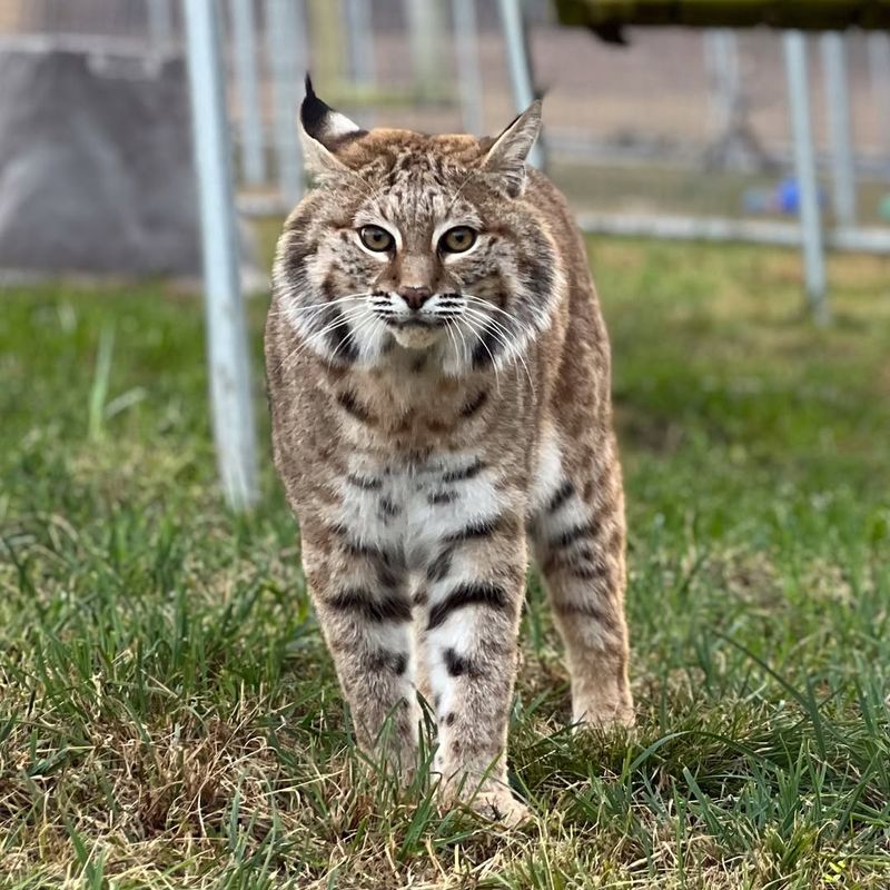 Bobcats: Elusive Feline Neighbors
