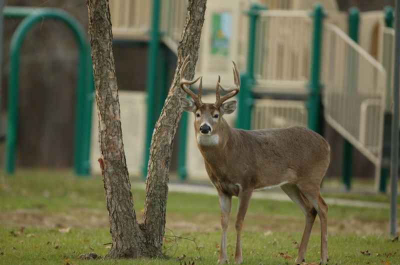 White-tailed Deer: Suburban Browsers