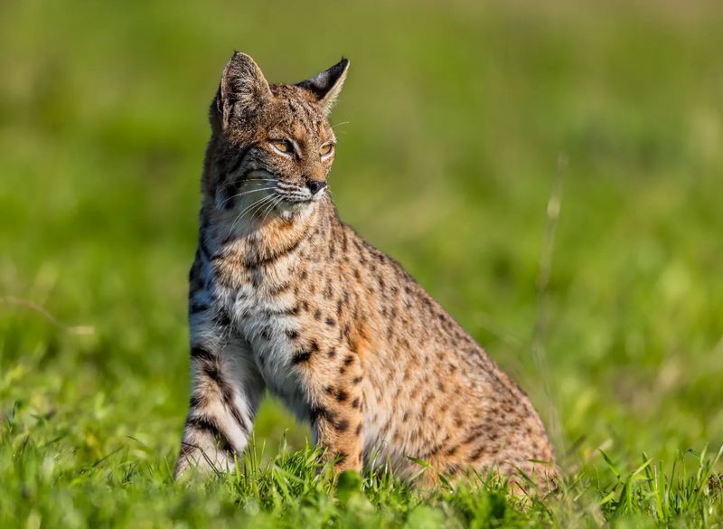 Bobcats