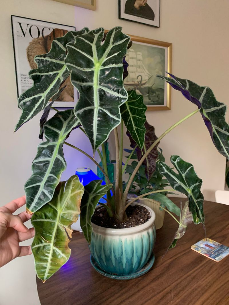 Alocasia