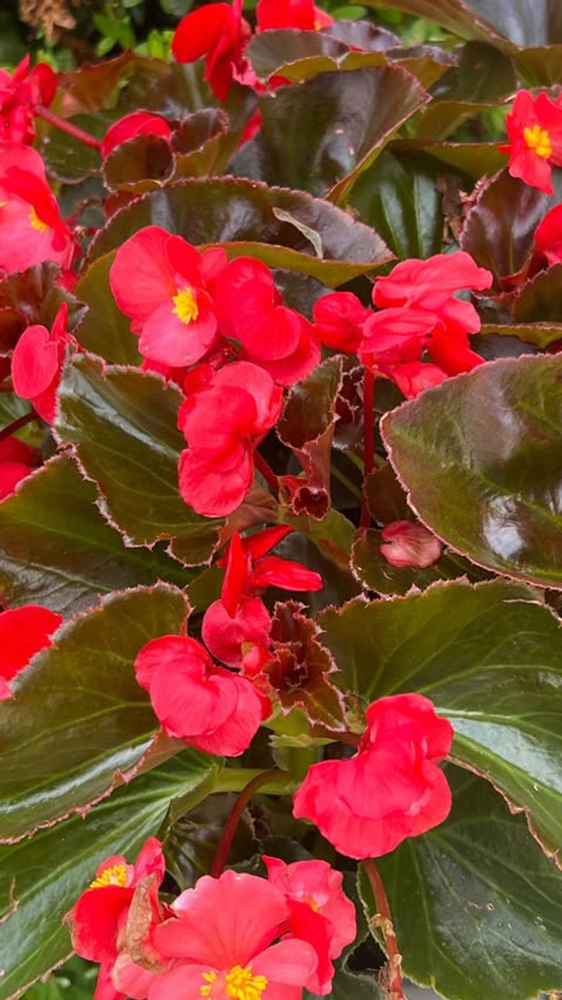 Begonias: Colorful Foliage All Year