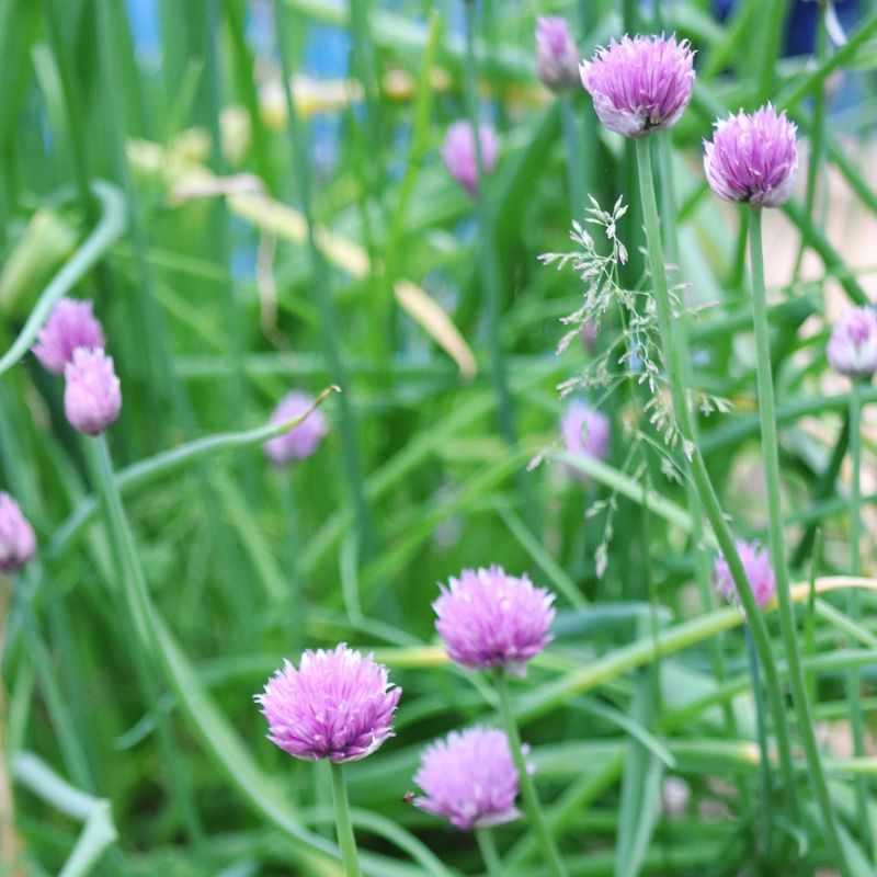 Chives: Perennial Onion Flavor