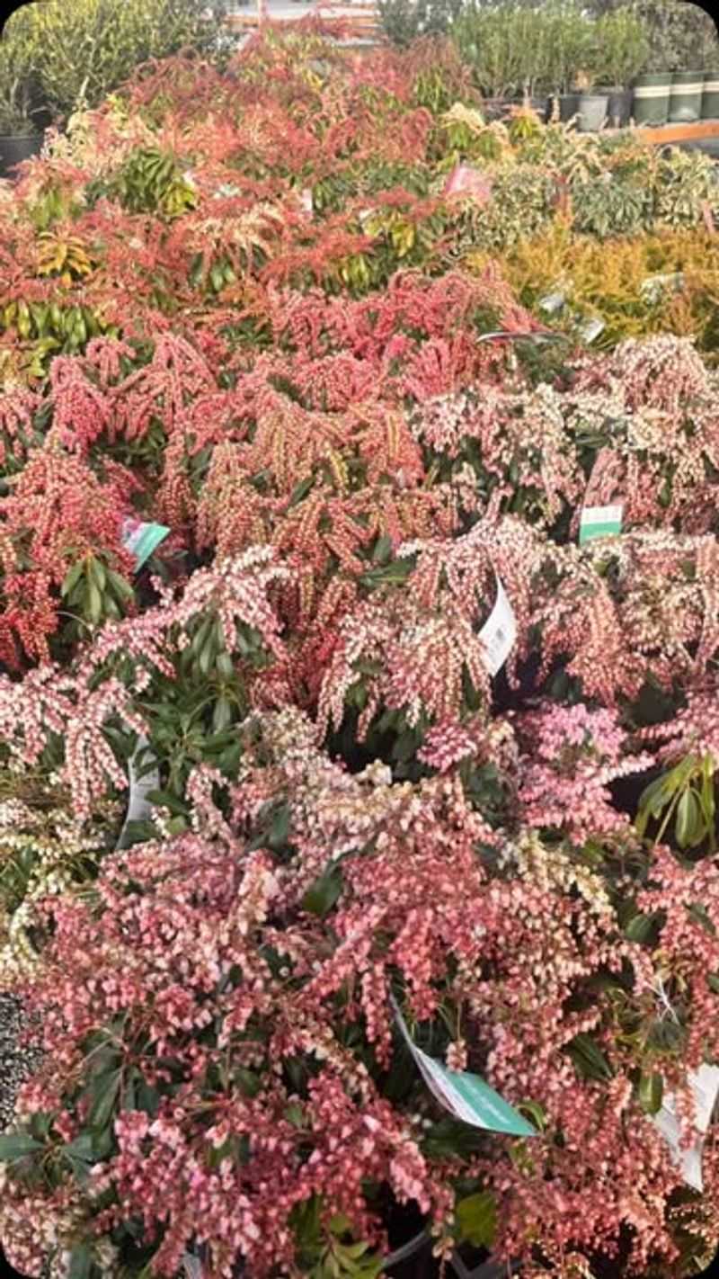 Japanese Pieris (Pieris japonica)