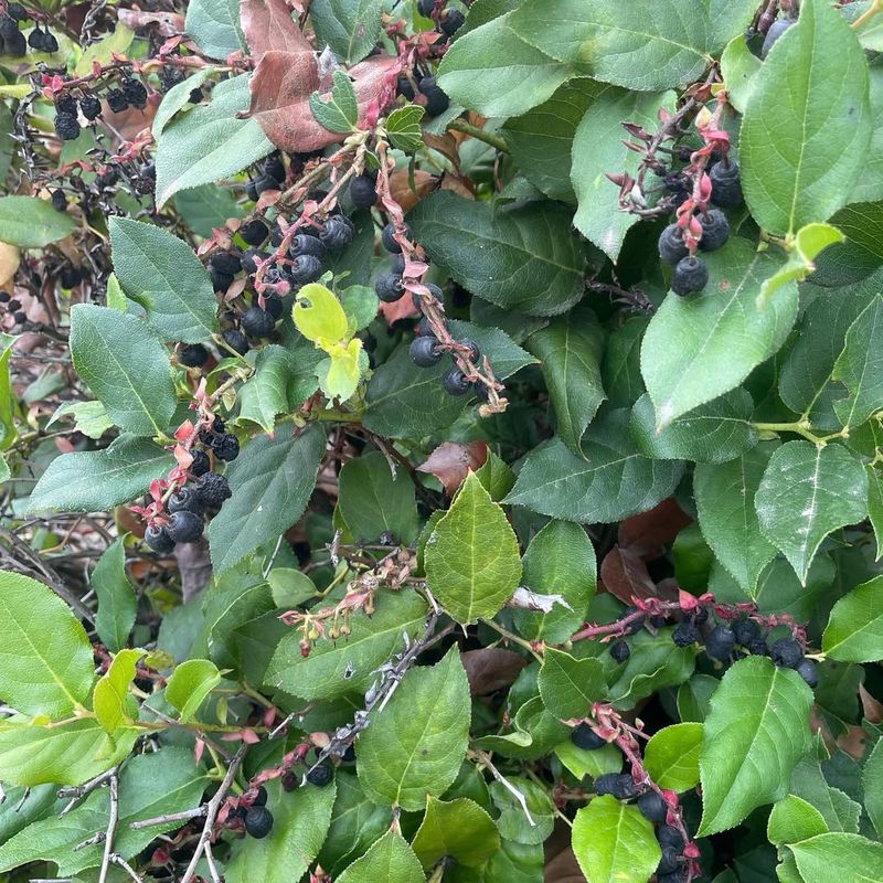 Salal: The Unsung Hero Of Washington Gardens