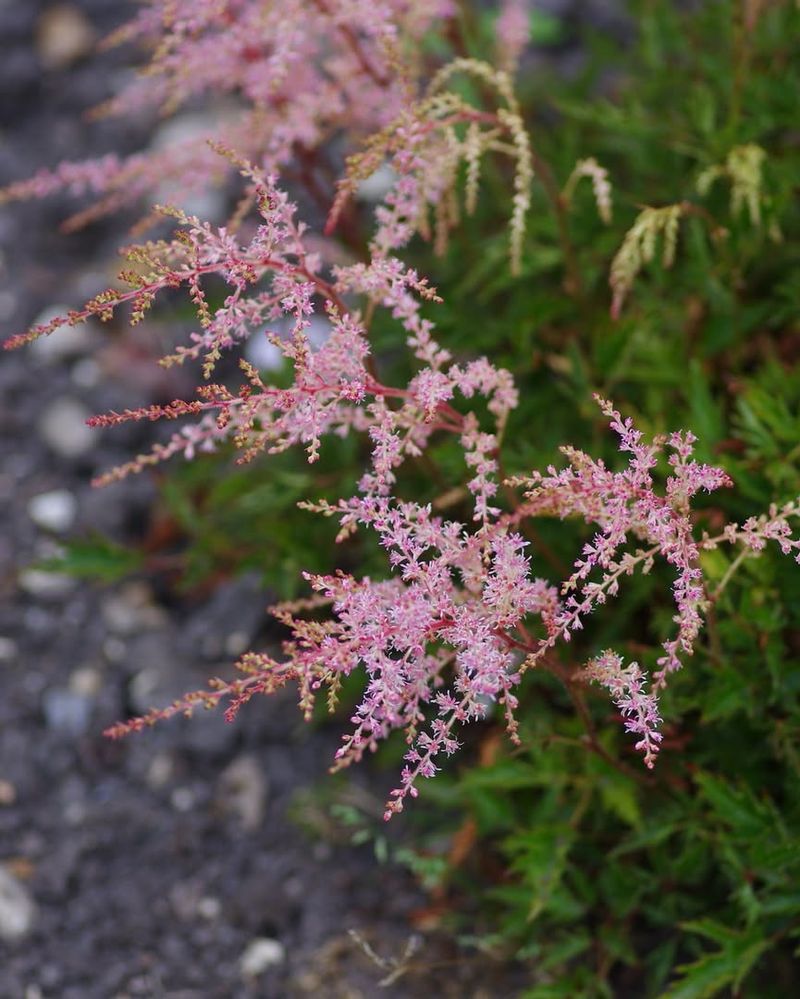 Astilbe: The Shade Garden Champion
