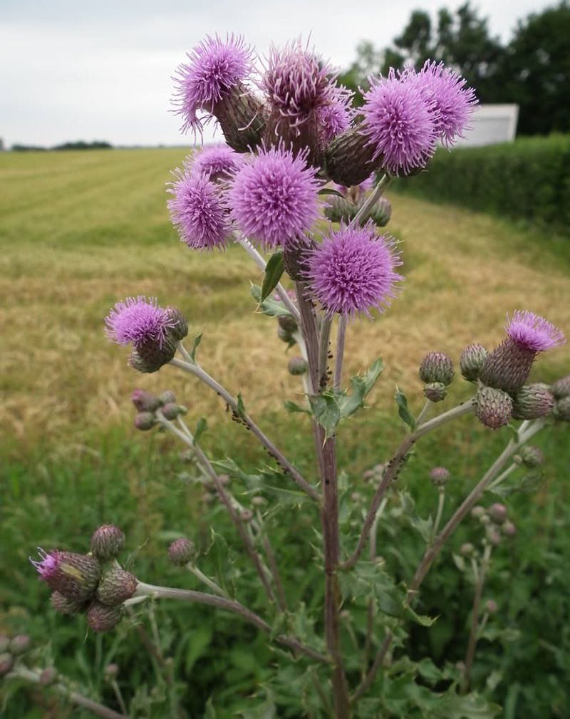 Canada Thistle