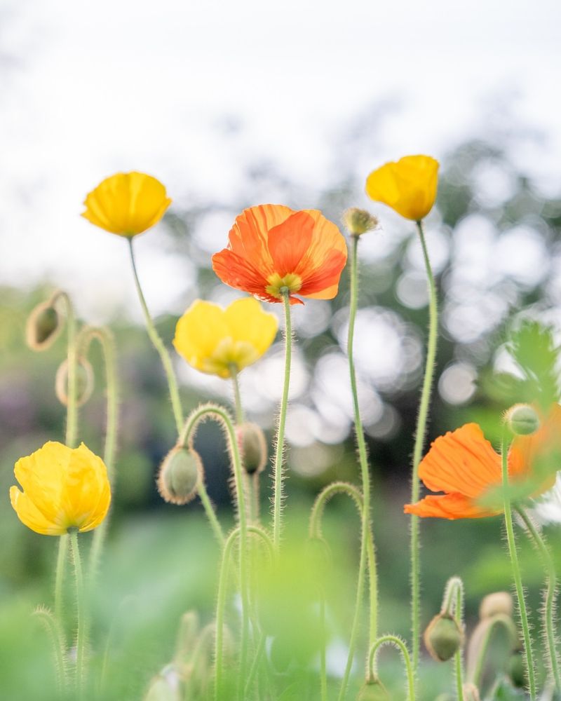 Iceland Poppy