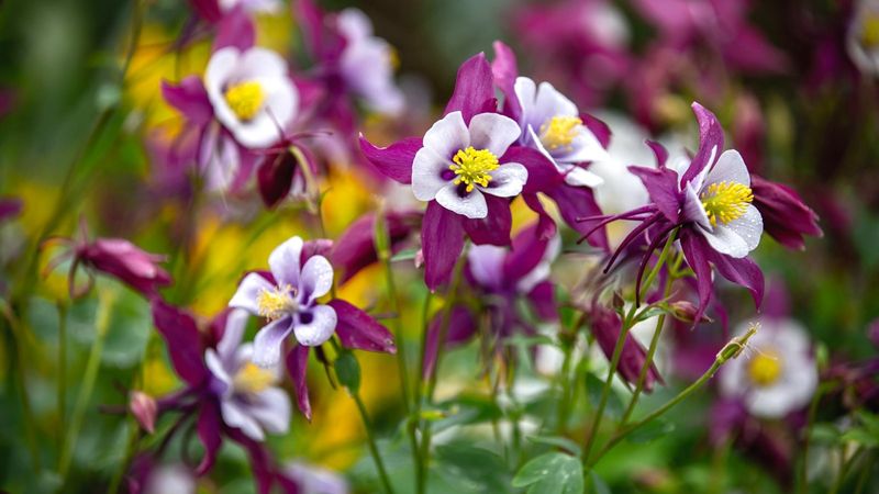 Columbine: Woodland Dancing Stars