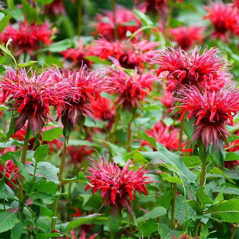Bee Balm (Monarda)