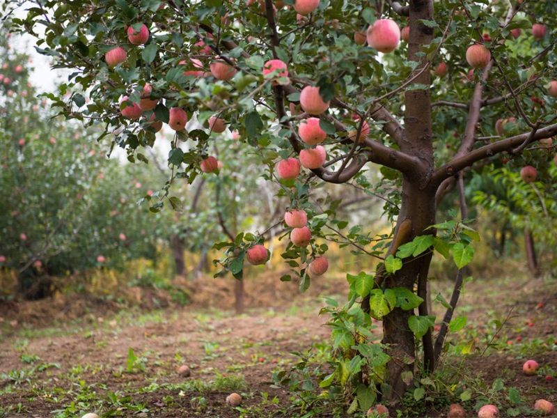 Apple Trees
