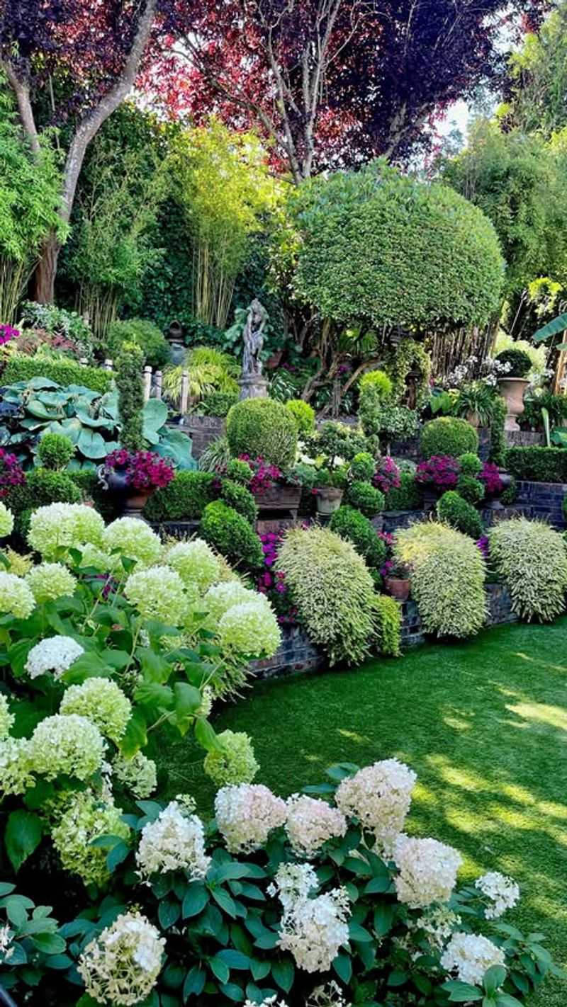 Evergreen Shrubs