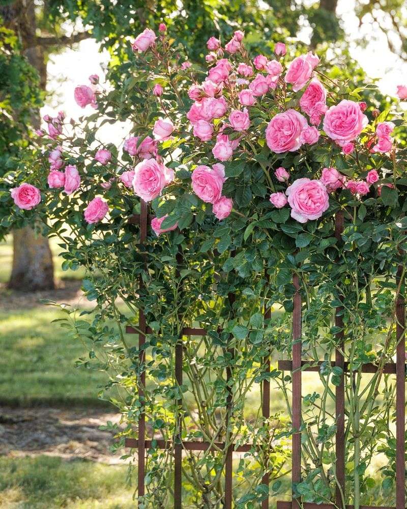 Climbing Roses