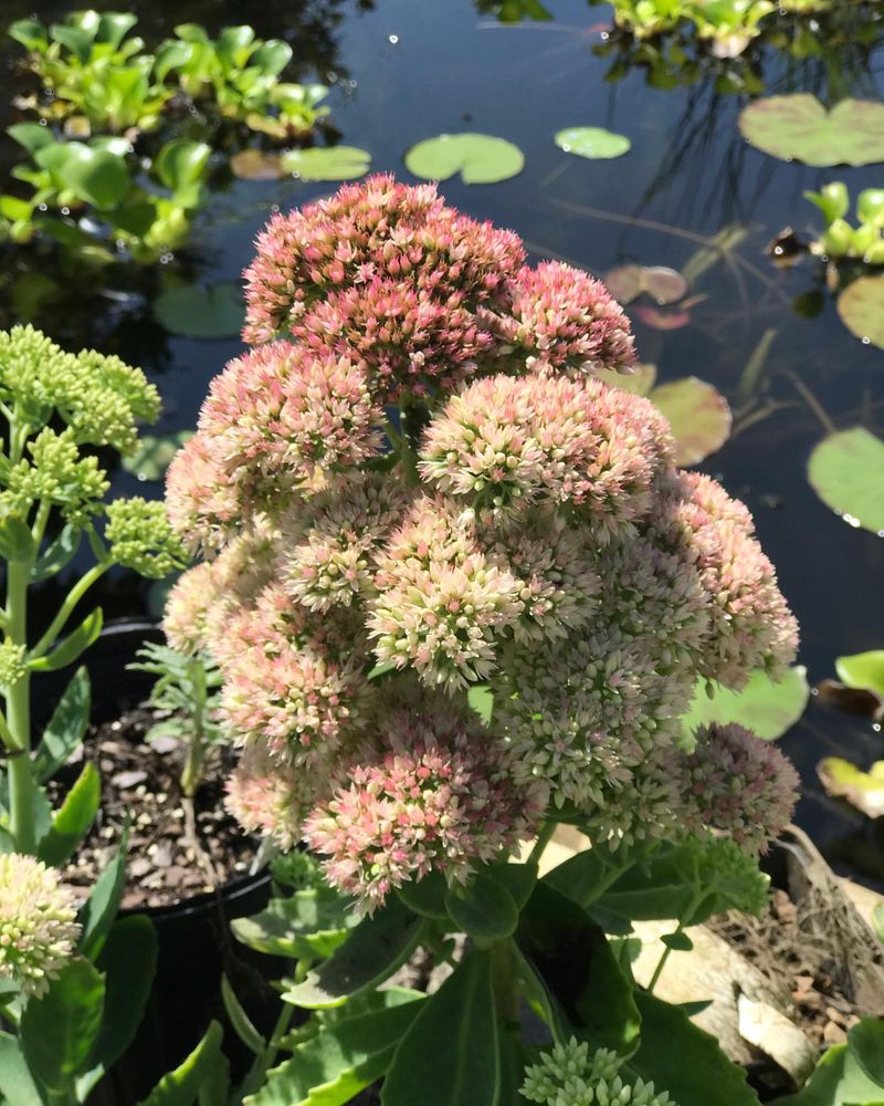 Sedum 'Autumn Joy'