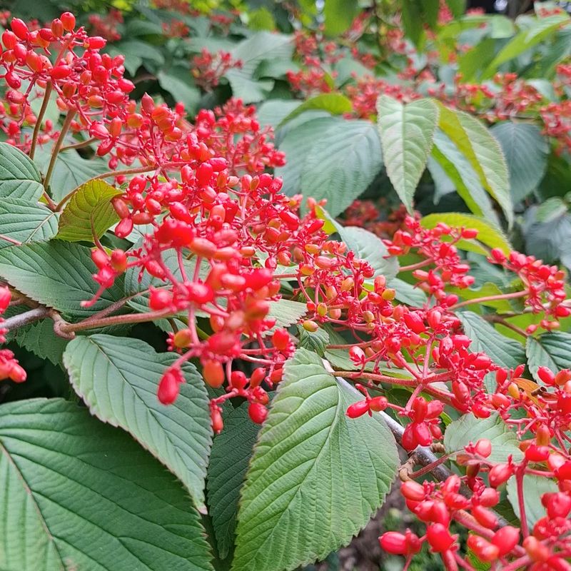 Viburnum
