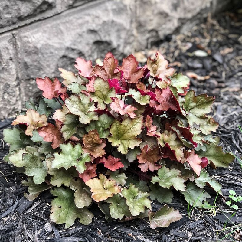 Coral Bells Offer Year-Round Foliage