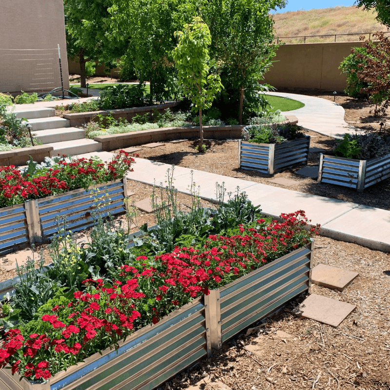 Edible Front Yard Revolution