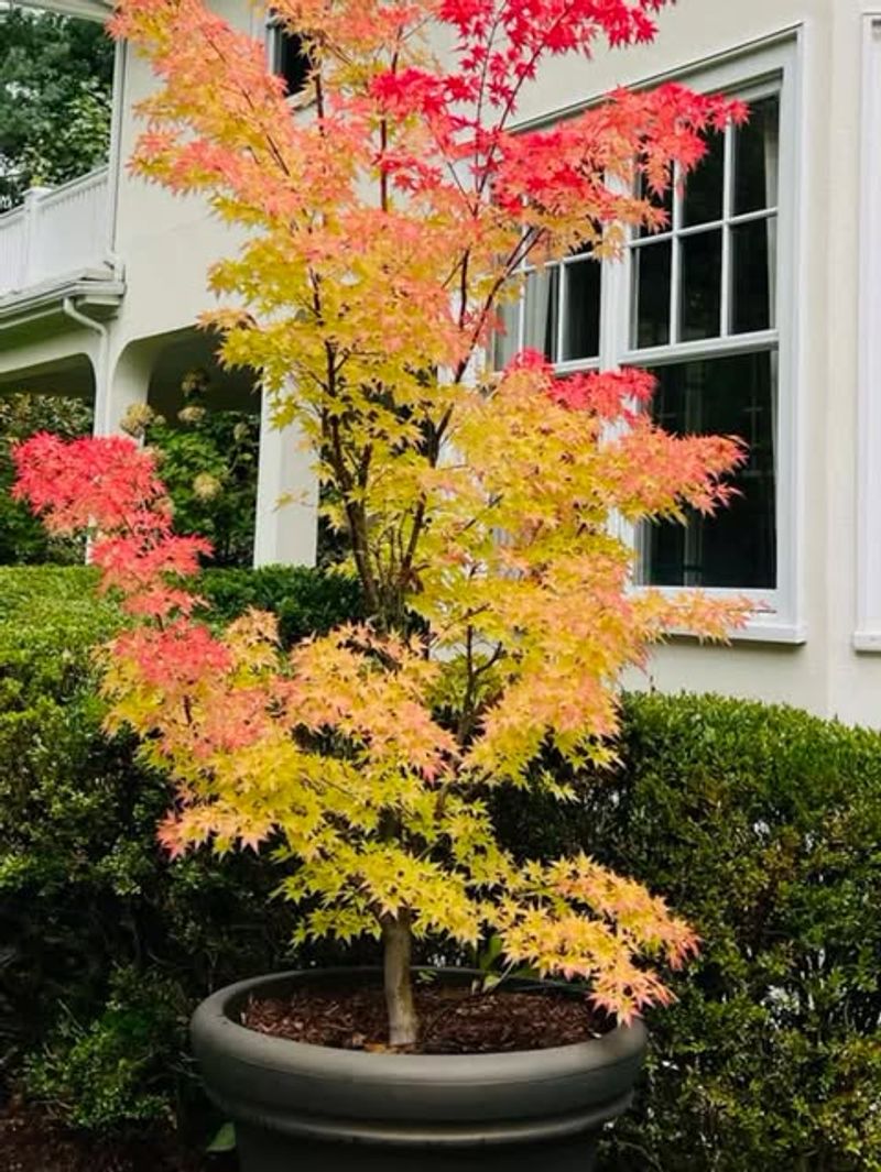 Japanese Maple