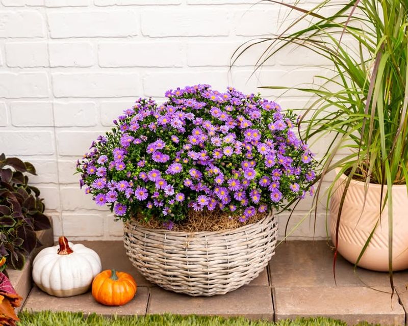 Dwarf Asters