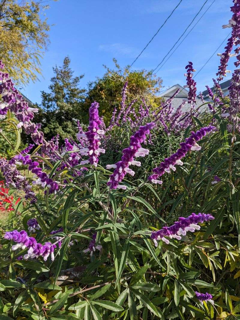 Mexican Bush Sage and Gulf Muhly Grass