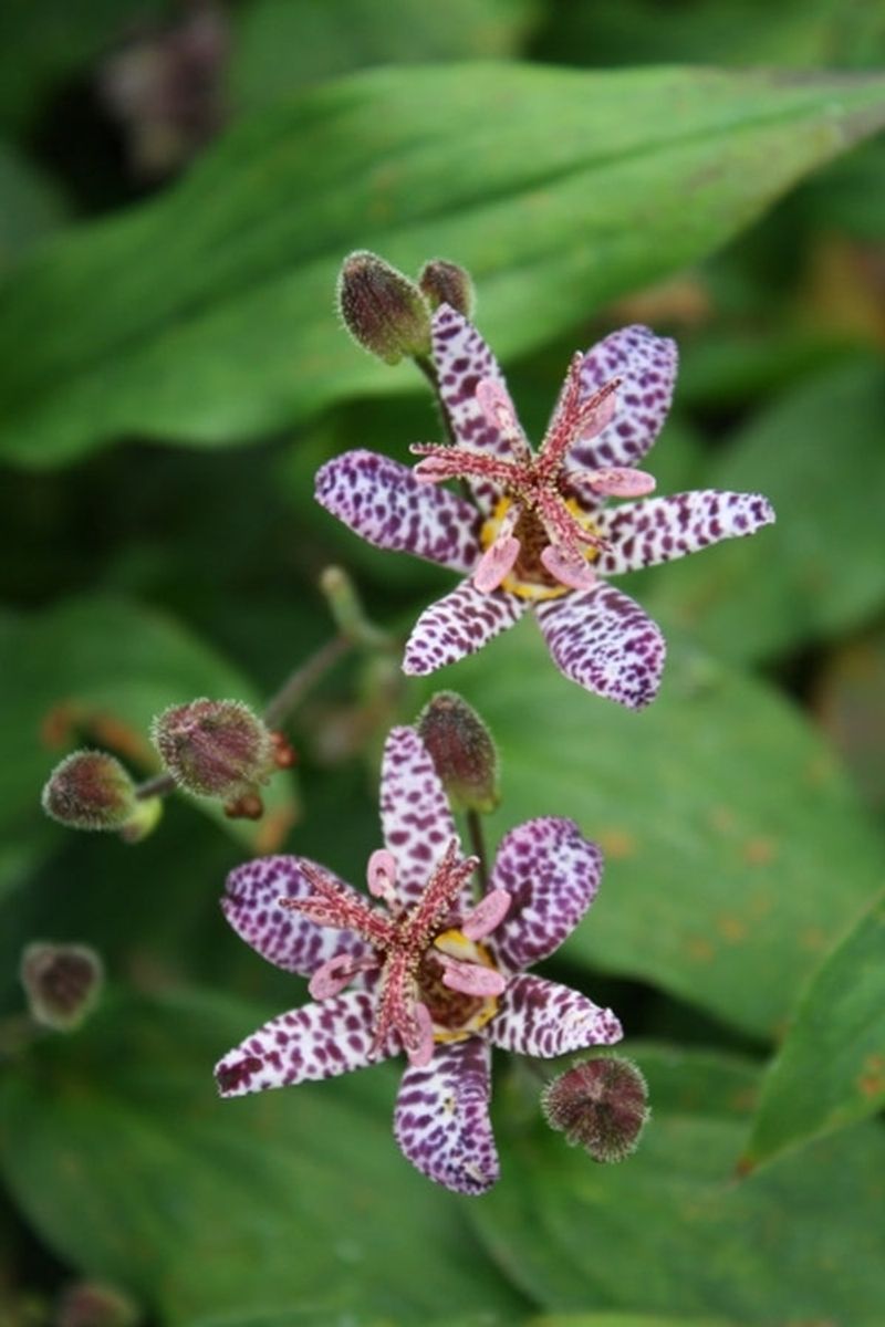 Toad Lilies