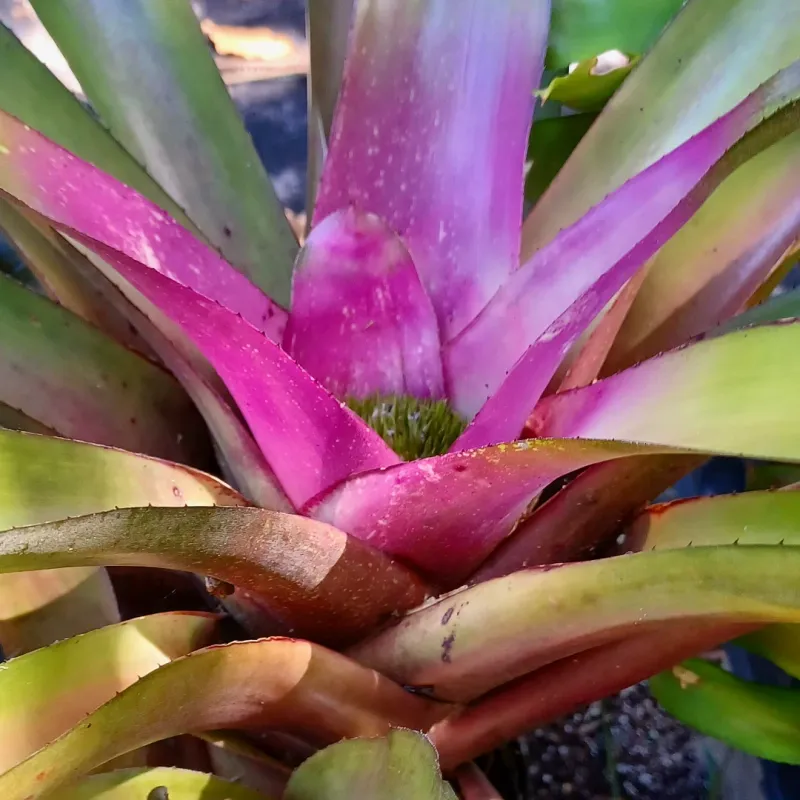 Bromeliads