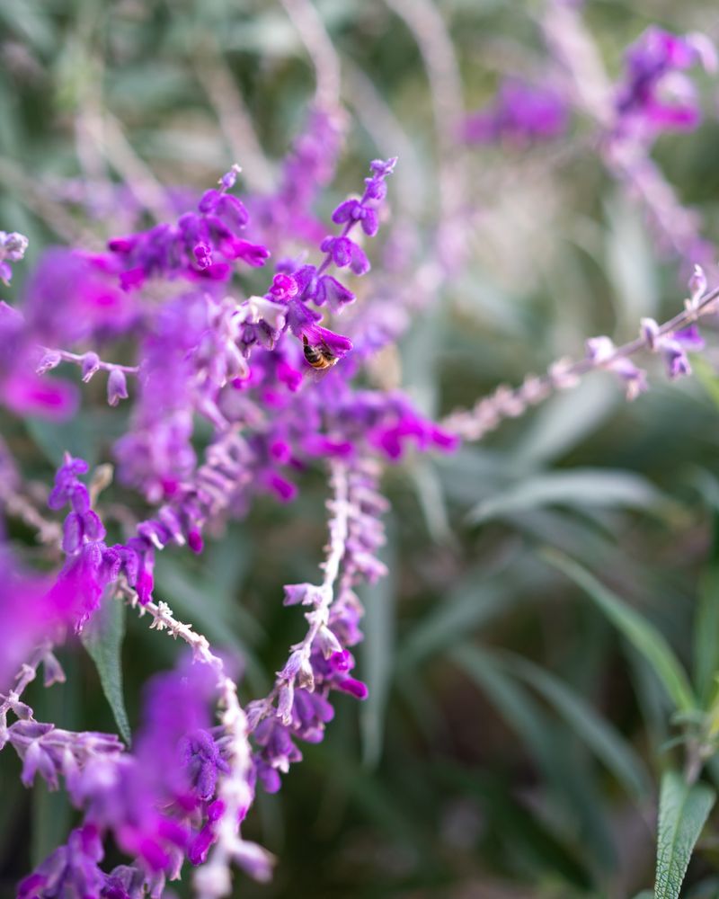 Mexican Bush Sage