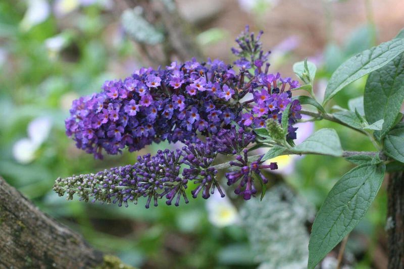 Invasive Plant Species
