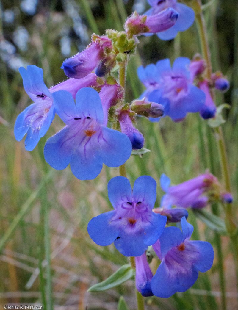 Non-Native Plant Species