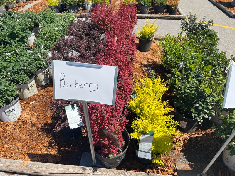 Non-Native Shrubs And Trees