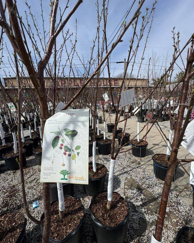 Non-Native Fruit Orchards