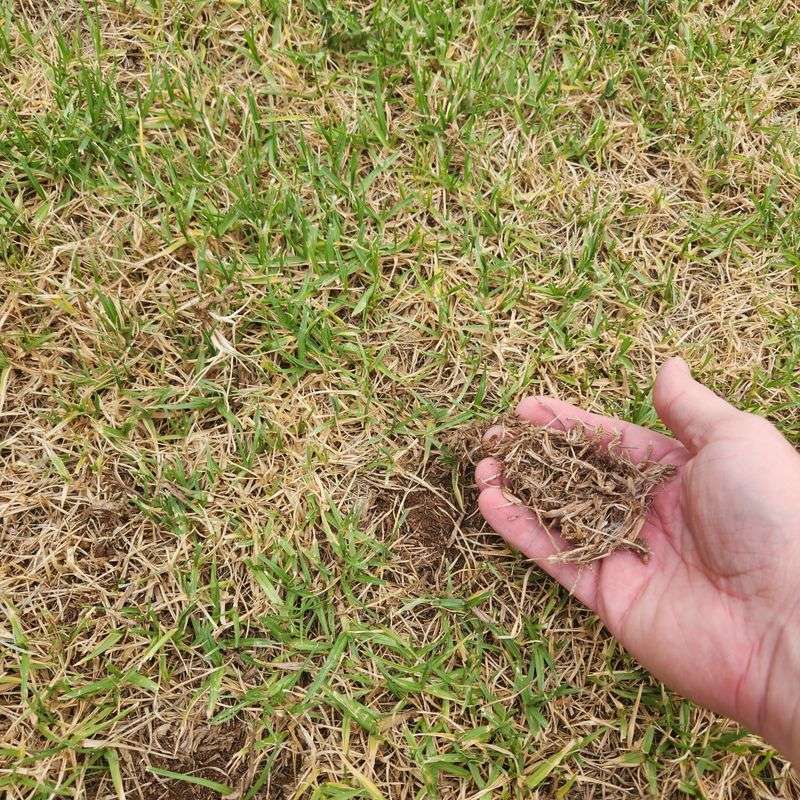 Neglecting Thatch Buildup