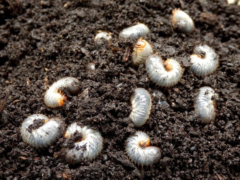 Ignoring Grub Development