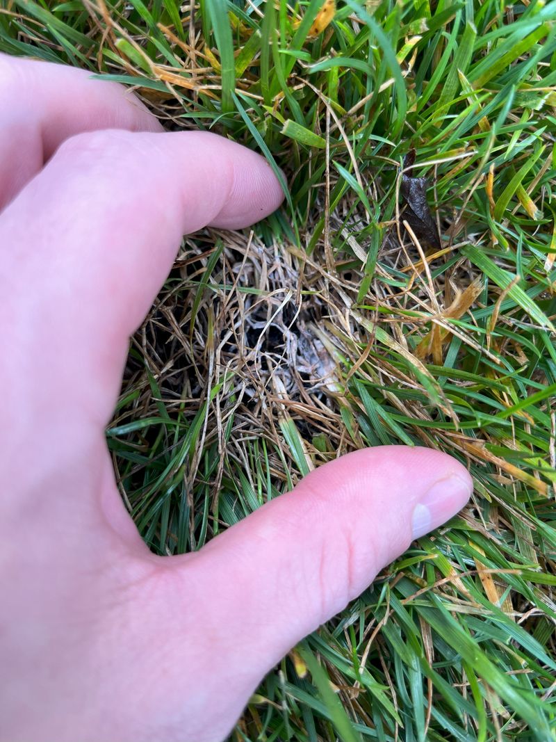 Ignoring Grub Activity Until It's Too Late