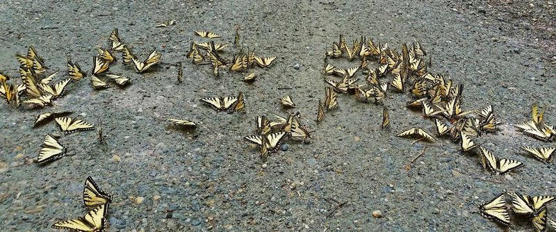 Maxwell Wildlife Refuge's Butterfly Meadows