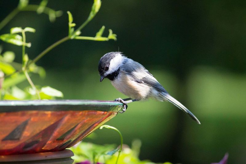 Placing Baths Too Close To Feeders