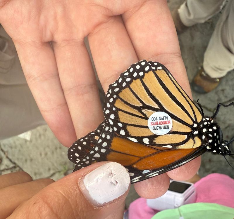 Citizen Science Helps Track Their Journey