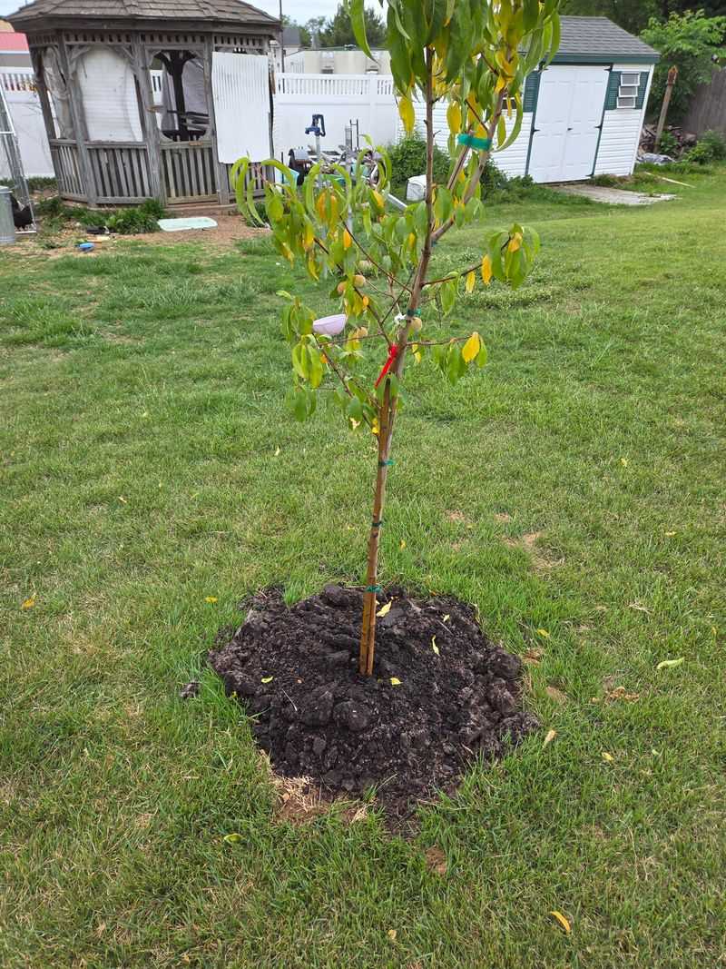 Plant Trees And Shrubs