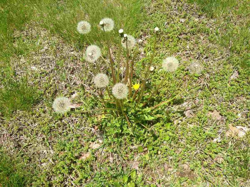 Letting Weeds Go To Seed