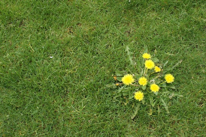 Letting Weeds Go To Seed Before Fall