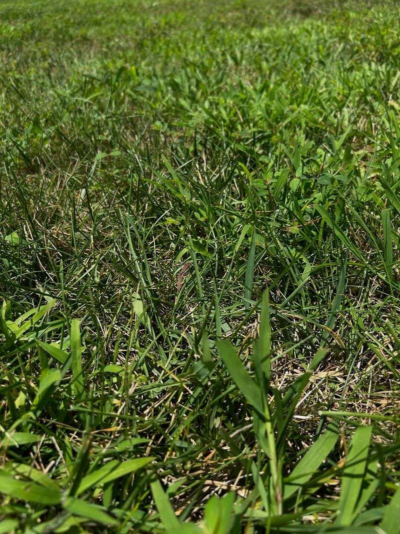 Ignoring Dormant Weeds