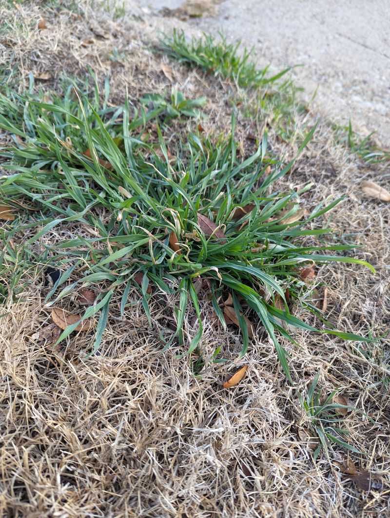 Neglecting Weed Prevention
