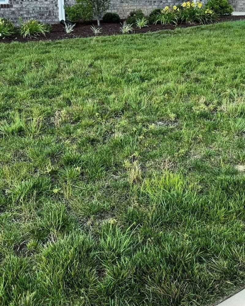 Using The Wrong Grass Type